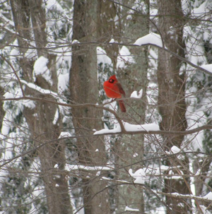 Picture of a red cardinal